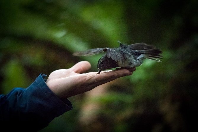 Ziplining Forest Adventure - The Original Canopy Tour Rotorua - What to Bring