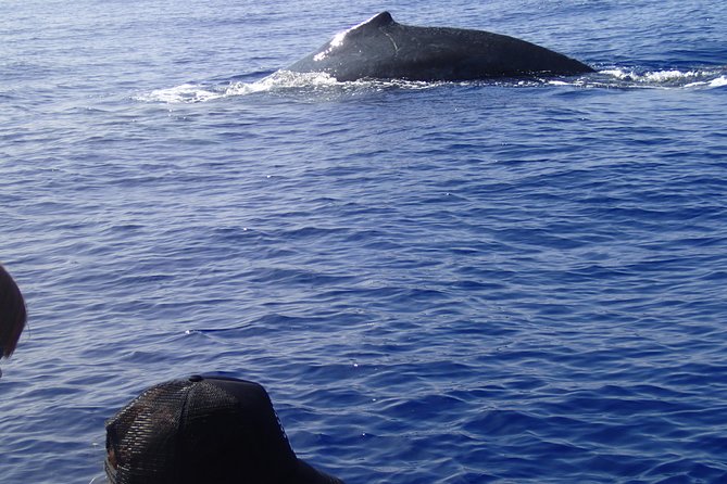 Zodiac Raft Whale Watching Adventure - Customer Reviews