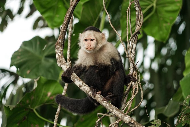 5hr Combo-Panama Canal Monkey Safari & Jungle Walk W/Local Brunch - Key Points