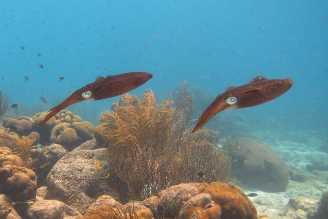 100% Private Snorkel & Sail Charter (Cruisefriendly) - Booking Information