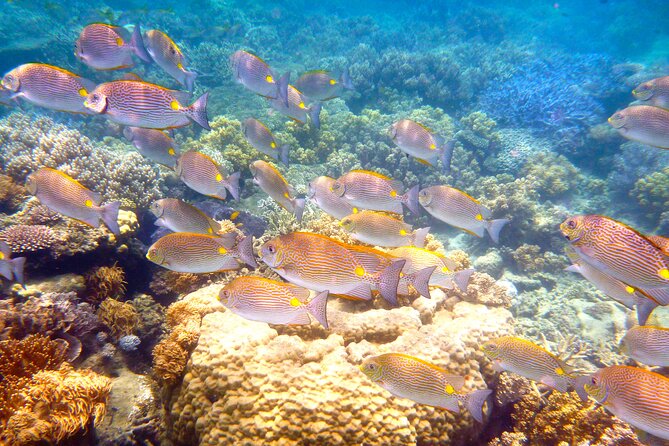 2 1/4 Hr Low Isles Reef Sprinter Snorkelling Tour - Tips for a Great Experience