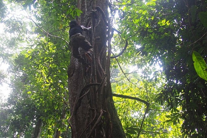 2-Day Jungle Trekking & Rafting in North Sumatra - Day 2: Rafting