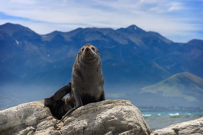 2 Day Kaikoura Whale and Dolphin Tour From Christchurch - Pricing and Cancellation Policy