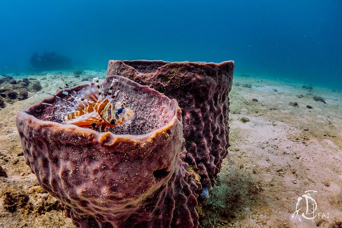 (2 Dives) Discover Scuba Diving Kota Kinabalu - Reviews From Participants