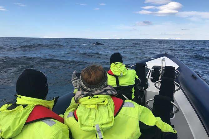 2-Hour RIB Boat Whale Watching Tour From Reykjavik - Whale Watching Locations
