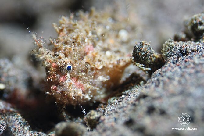 2 or 3 Dives in Nusa Lembongan and Penida, for Certified Diver (In Lembongan) - Booking Process