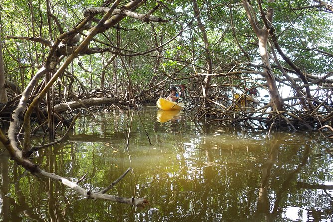 3 Hour Guided Mangrove Tunnel Kayak Eco Tour - Customer Experiences