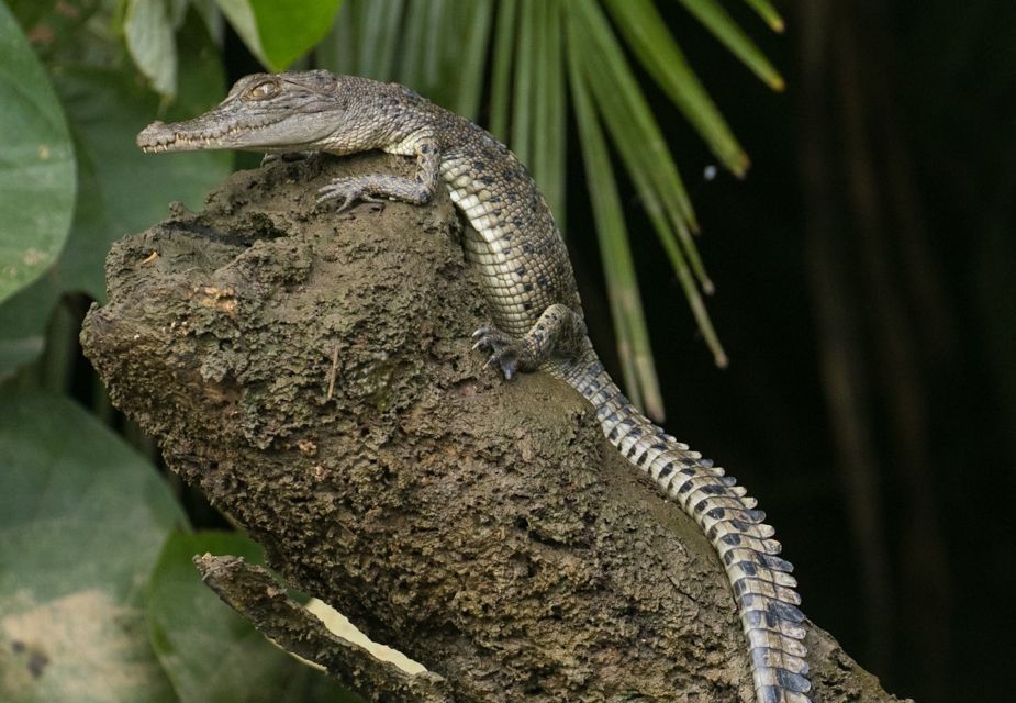 3A Daintree Rainforest, Mossman Gorge & Crocodile Cruise - Important Information