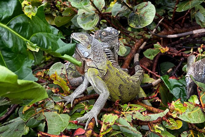 4-Hour Guided ATV/QUAD Tour of Sint Maarten/St. Martin - Booking Process
