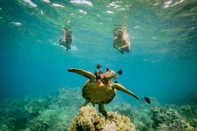 4-HR Molokini Crater + Turtle Town Snorkeling Experience - Meet the Crew