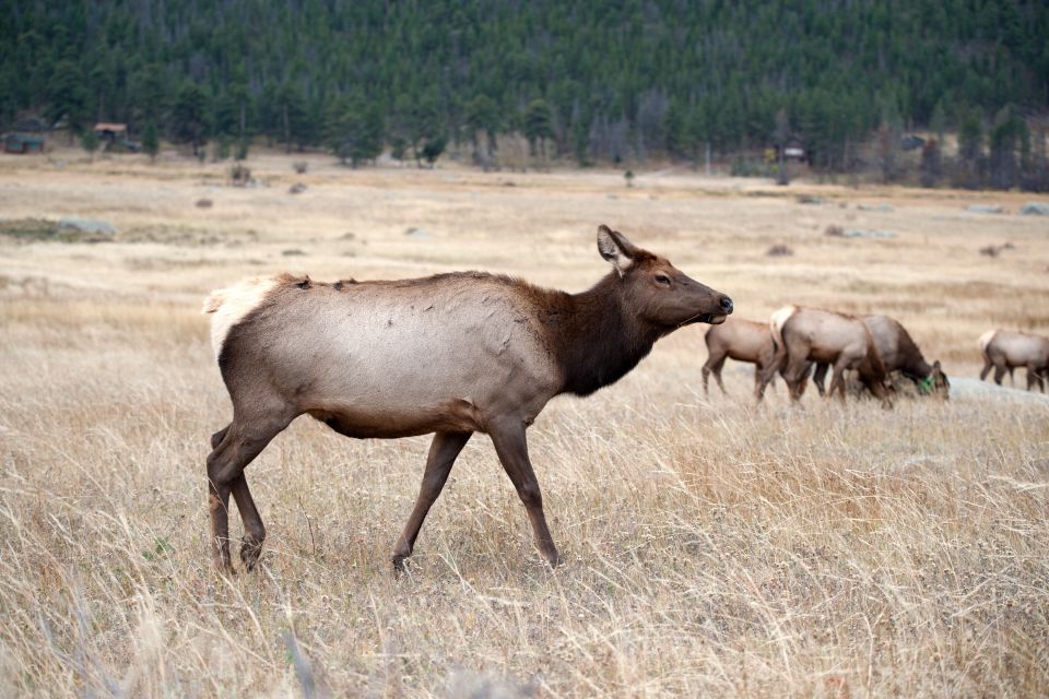 7-Day Yellowstone National Park Rocky Mountain Explorer - Highlights