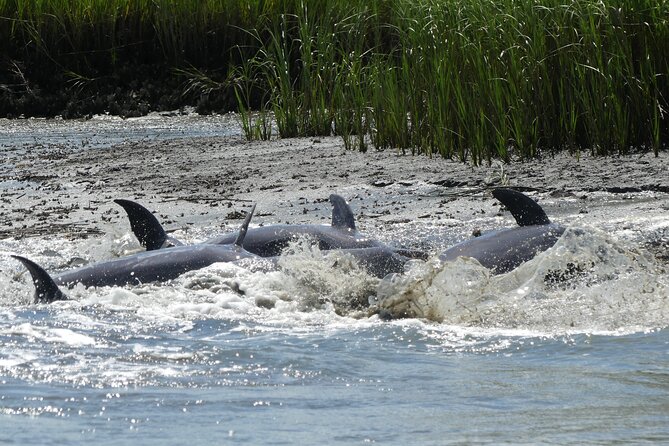 90-Minute Private Dolphin Tour in Hilton Head Island - Booking Information and Pricing