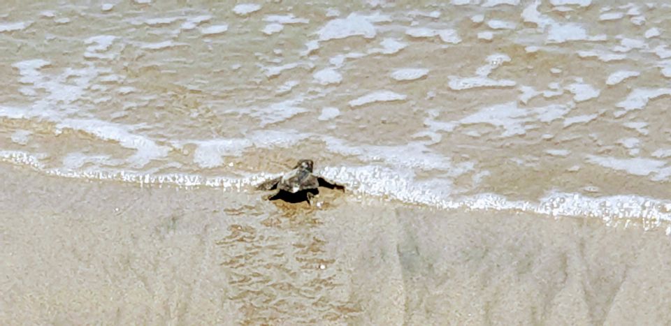 Acapulco: Baby Sea Turtle Release Experience With Pickup - Frequently Asked Questions