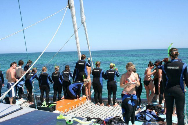 Adelaide: 3.5-Hour Swimming With Dolphins Experience - Additional Information