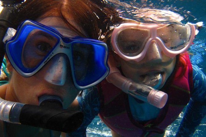 Afternoon Honu Hawaiian Green Sea and Dolphin Snorkel and Sail - Wildlife Encounters