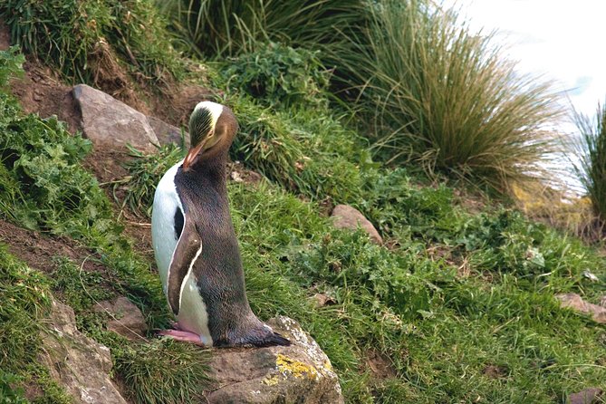 Akaroa and Banks Peninsula Wild Penguins Tour - Reviews and Feedback