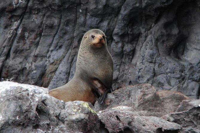 Akaroa Harbour Nature Cruise - Customer Reviews