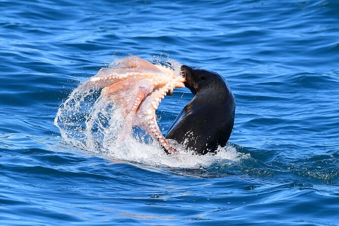 Akaroa Wildlife Cruise - Pricing and Cancellation Policy