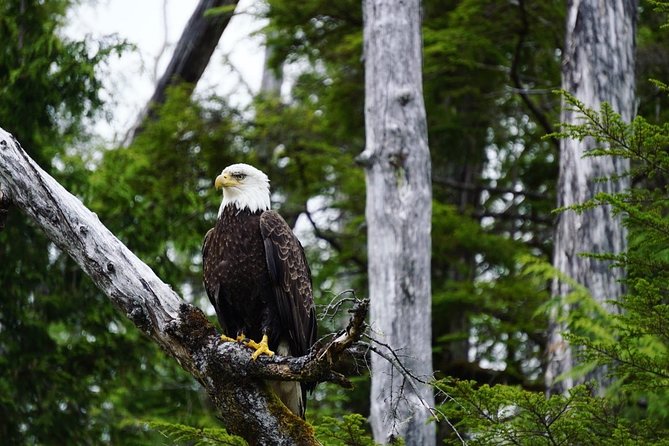 Alaska Ocean Wilderness Expedition - Pricing and Booking Options
