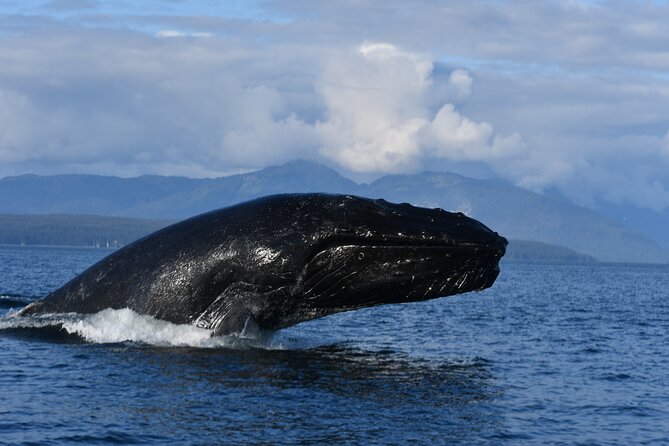 Alaska Whale Watching With Bonus Drone Viewing of Whales - Customer Reviews and Feedback