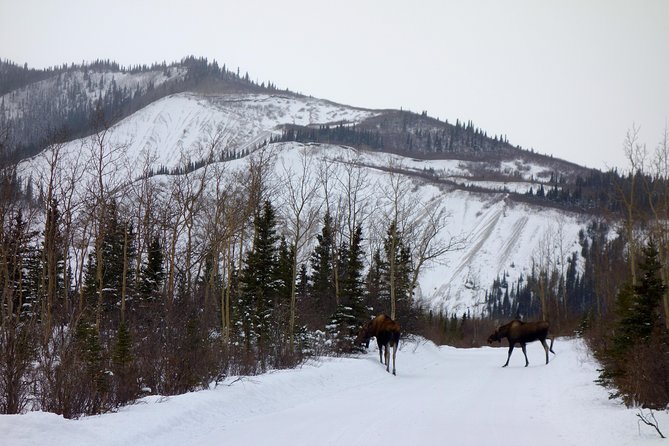 Alaskan Back Country Side by Side ATV Adventure With Meal - Safety Considerations