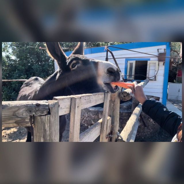 Albufeira Flashback Safari Exploring Villages and Castle - Taste of Local Spirits