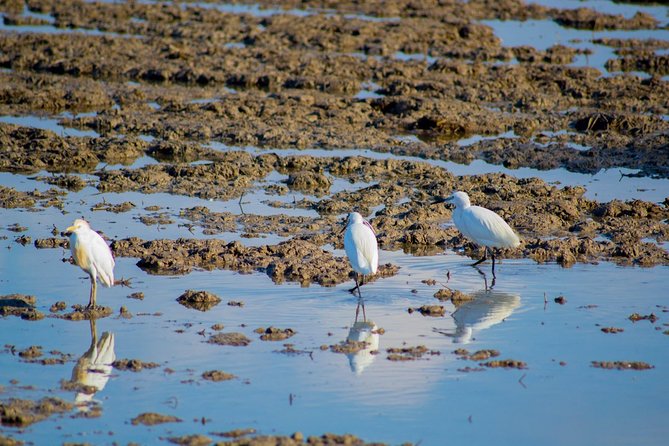 Albufera Natural Park Tour With Boat Ride From Valencia - Cancellation and Refund Policy
