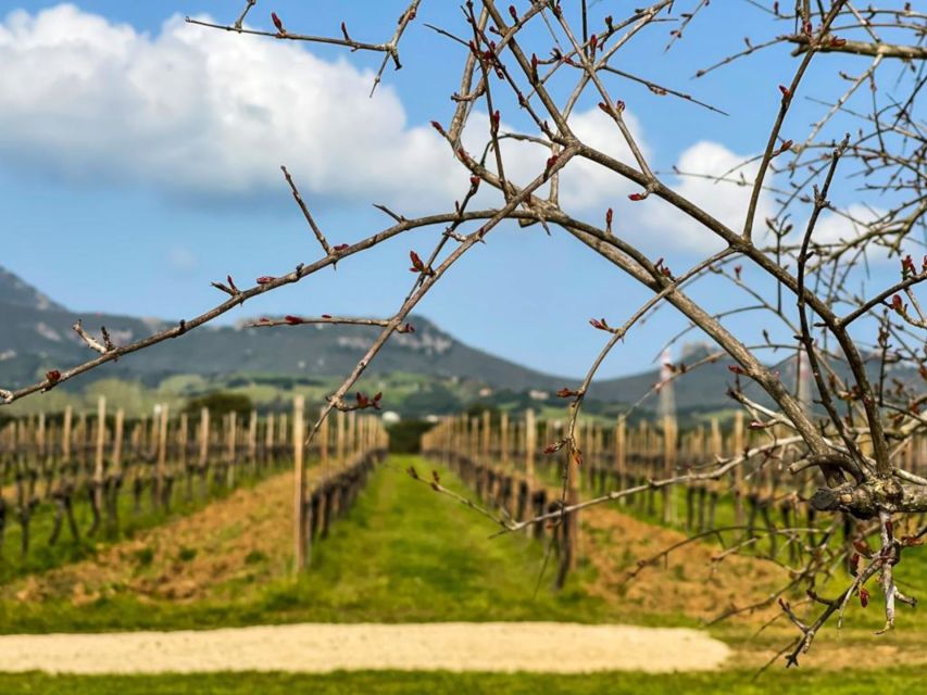 Alghero: Dinner in the Vineyard With Wine - Customer Experience Highlights