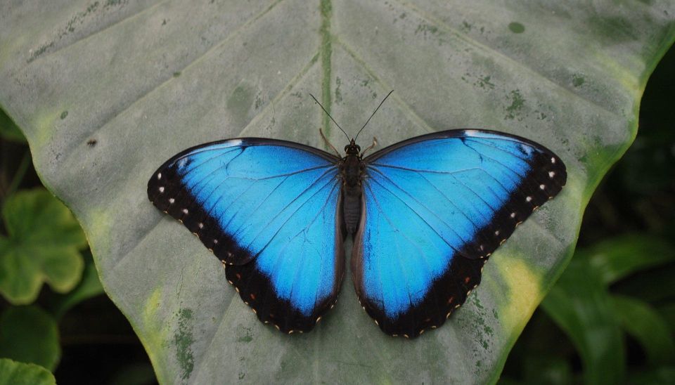 Alghero: Visit at the Butterfly House - Who Can Participate?