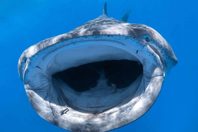 Alii VIP Whale Tour - Customer Reviews and Feedback