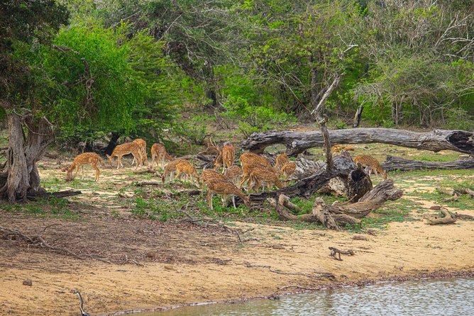 All Inclusive Yala National Park Jeep Safari From Colombo - What to Expect During the Safari