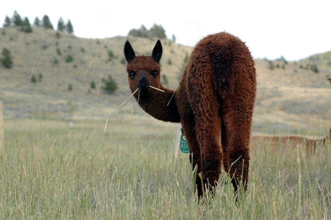 Alpaca and Llama Farm Tour - Preparing for Your Visit