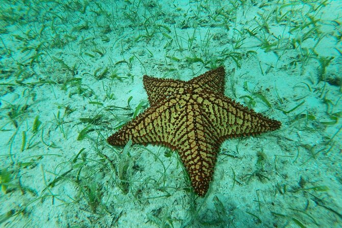 Antilla Shipwreck Seabob Tour - Marine Life Encountered