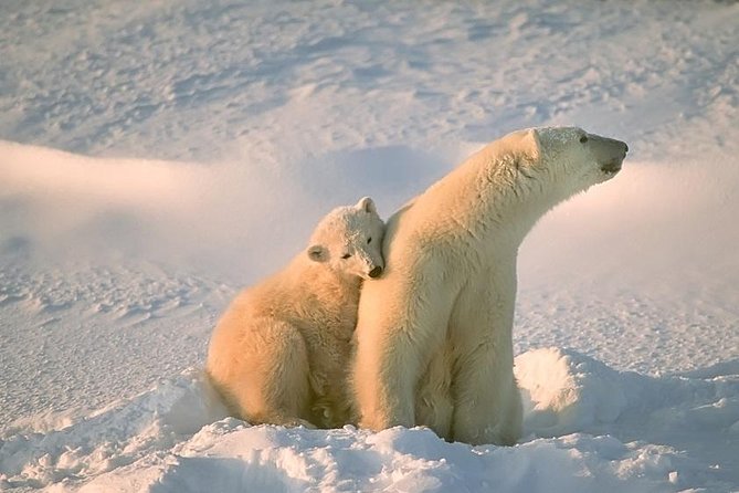 Arctic Animal Day Trip With Husky Farm, Reindeer Farm and Wildlife Park Visit - Lappish Tradition Lunch