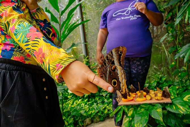 Aruba Sightseeing Tour With Transport - Accessibility Information