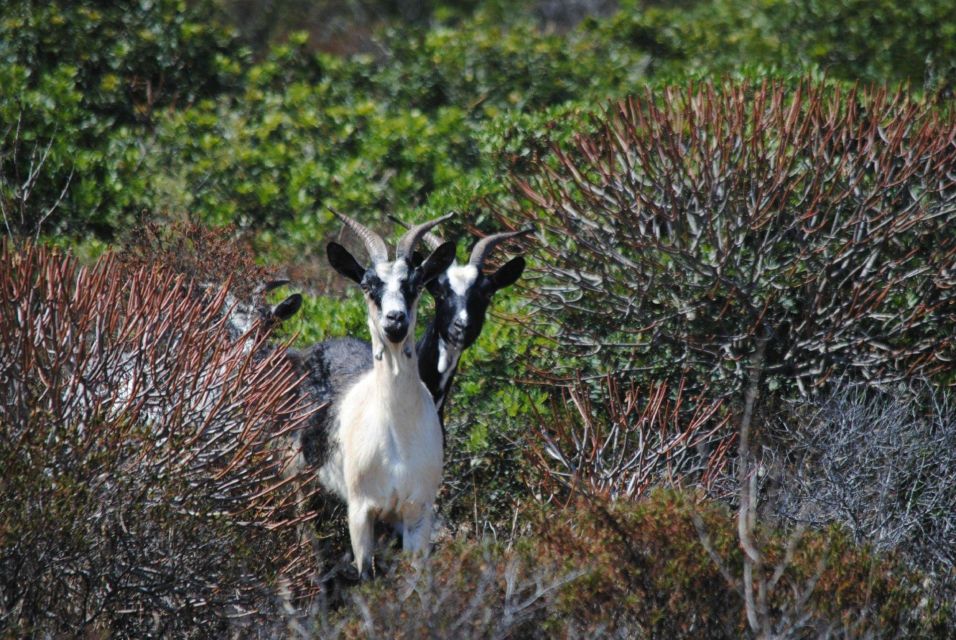 Asinara National Park: Full Day Off-Road Tour - Participant Information