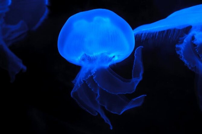 Auckland Bioluminescence Kayak Tour - Accessibility Considerations