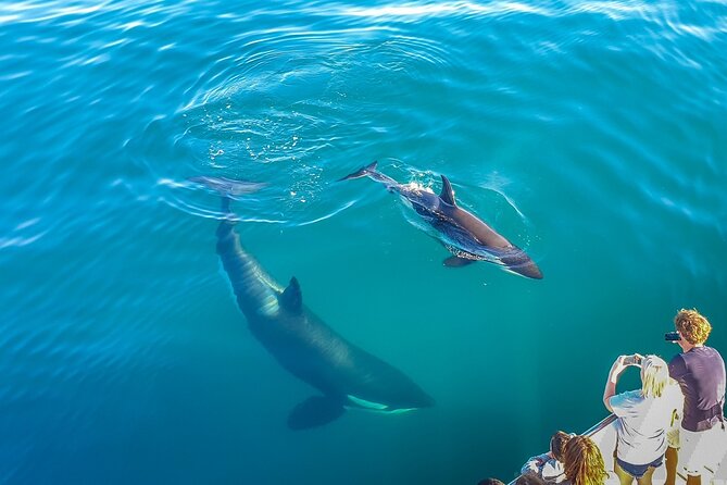 Auckland Dolphin and Whale Watching Eco-Safari Cruise - What to Bring on Board