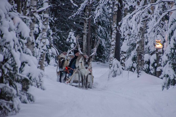 Authentic Reindeer Farm Experience in Rovaniemi - Highlights of the Tour