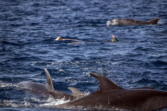 Azores Swim With Dolphins Atlantic Experience - Wildlife Conservation