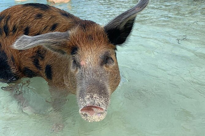 Bahamas Pink Sand Beaches and Snorkeling to Spanish Wells - Additional Information and Tips