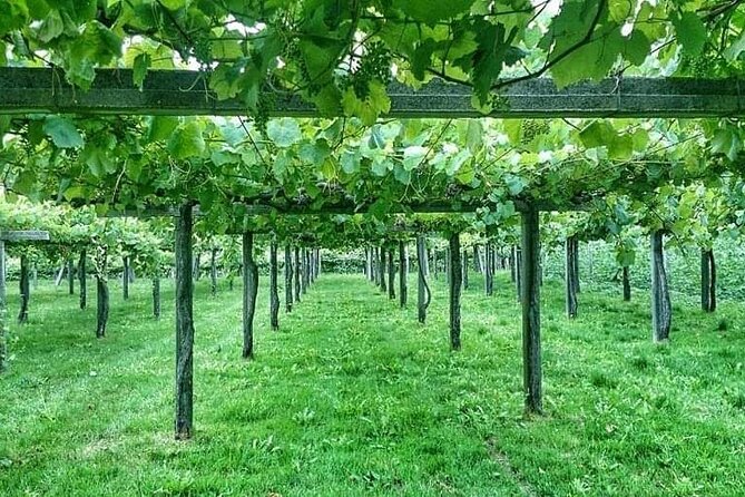 Baixas Valley Tour - Group Size Limit