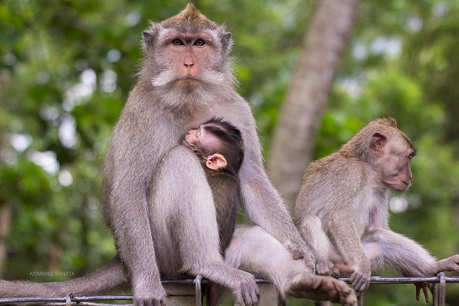 Bali ATV Through Tunnel, Jungle, Waterfall and Monkey Forest Tour - Scenic Highlights