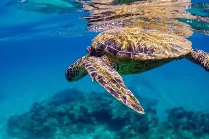 Bali Snorkeling at Blue Lagoon Include Private Transport - Booking and Payment Options