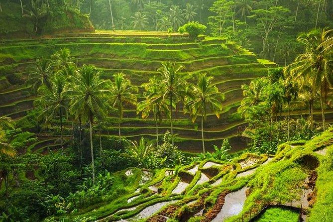 Bali Swing Ubud Tour With Lunch - Alas Harum Agro Tourism Swing