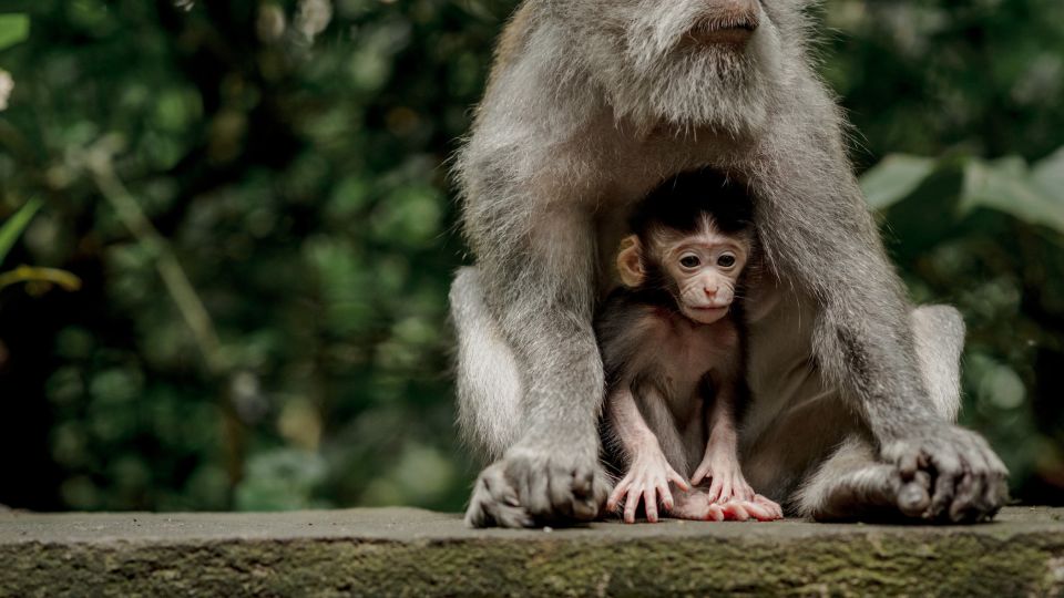 Bali: Ubud Monkey Forest Private Tour, Luxury Car - Optional Destinations