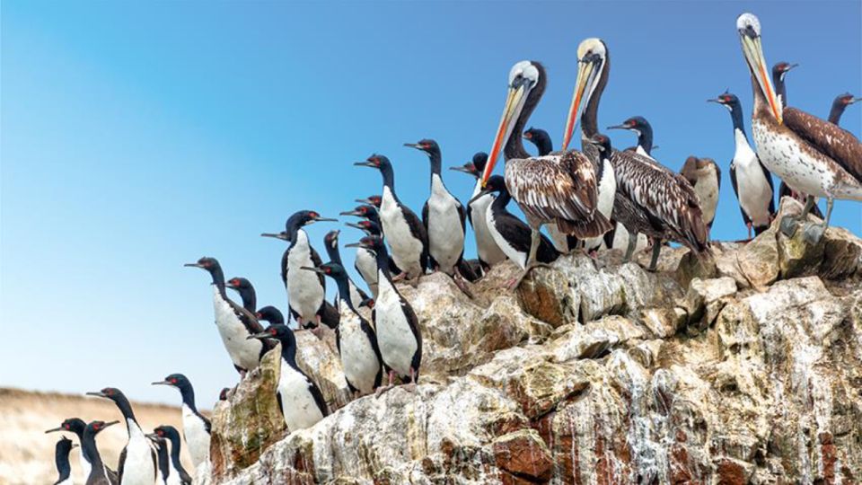 Ballestas Islands & Paracas National Reserve From Paracas - Customer Feedback