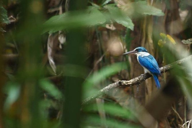 Bangkok Jungle Bike Tour: Pickup and Lunch Included - Explore Bangkoks Natural Spaces