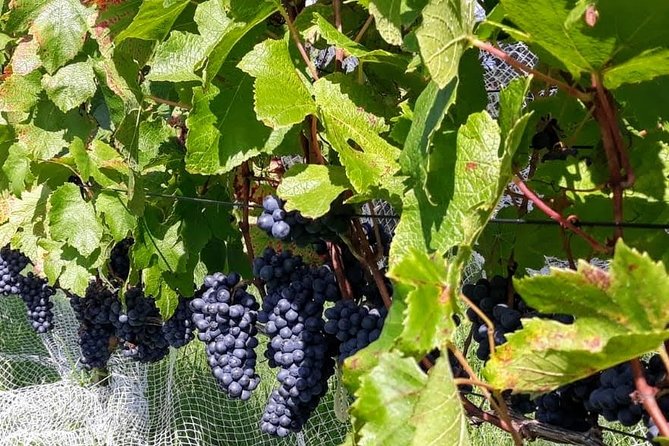 Bay of Islands Wine Tour With Lunch - What to Expect on Tour