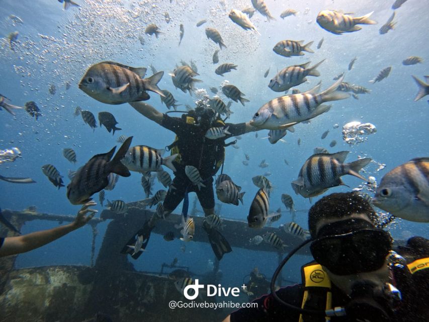 Bayahibe - PADI Open Water Course - Go Dive - Frequently Asked Questions